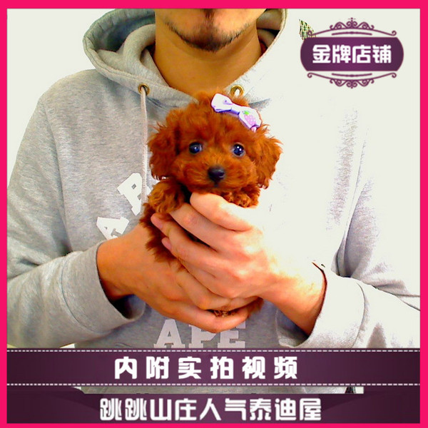 狗狗肚皮上湿疹——宠物护理人员的温馨指南